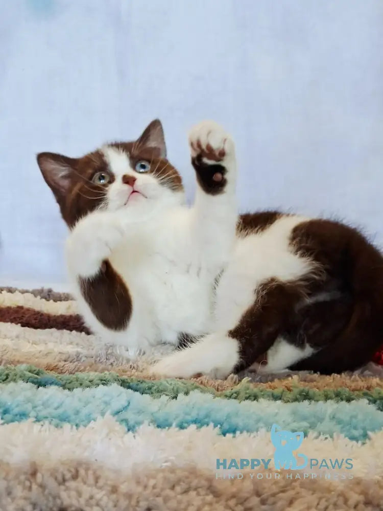 Queen Scottish Straight female chocolate bicolour live animals