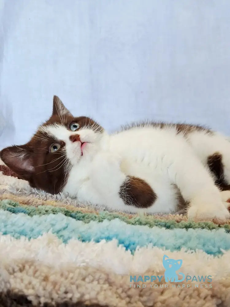 Queen Scottish Straight female chocolate bicolour live animals