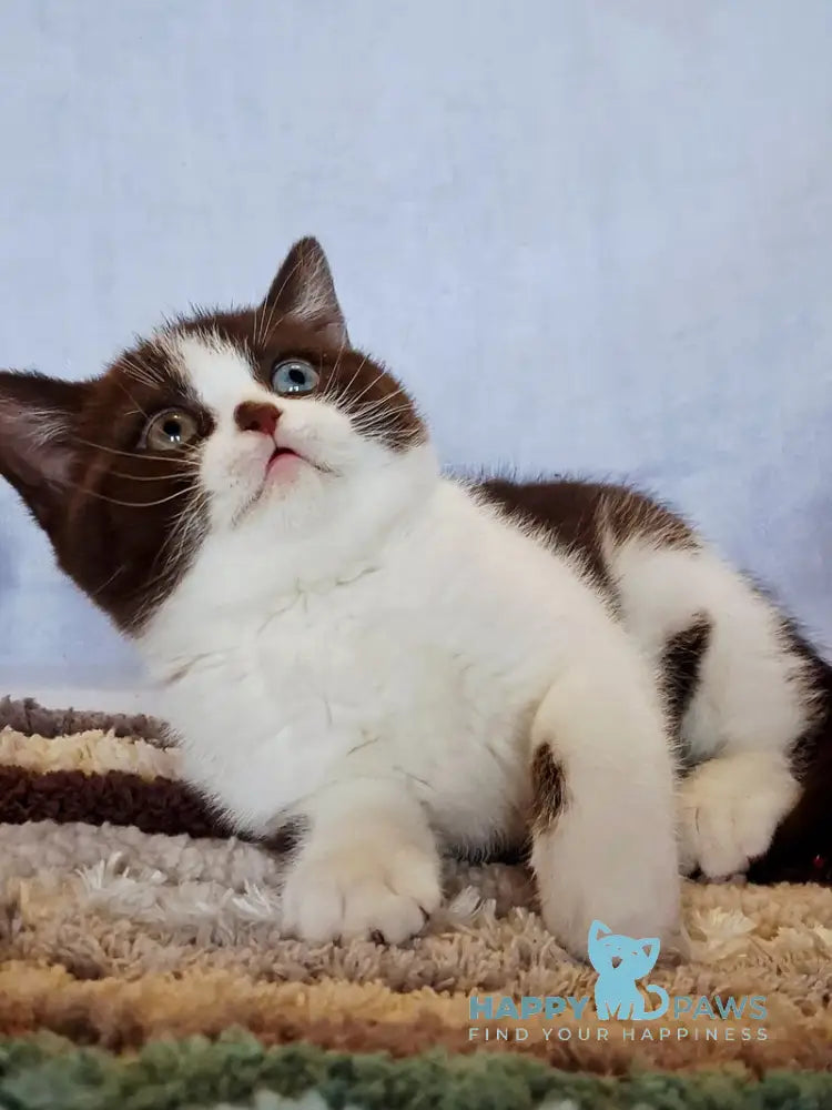 Queen Scottish Straight female chocolate bicolour live animals