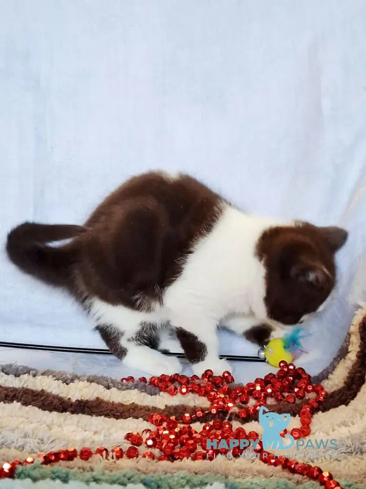 Queen Scottish Straight female chocolate bicolour live animals