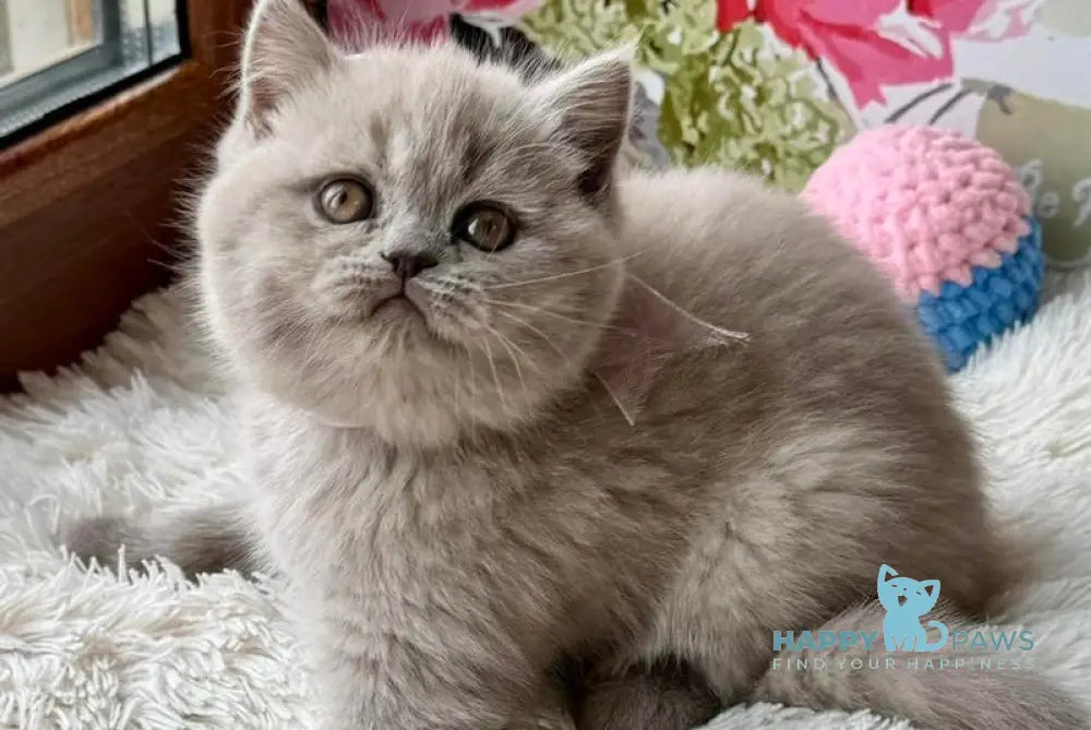 Queen Scottish Straight female lilac live animals