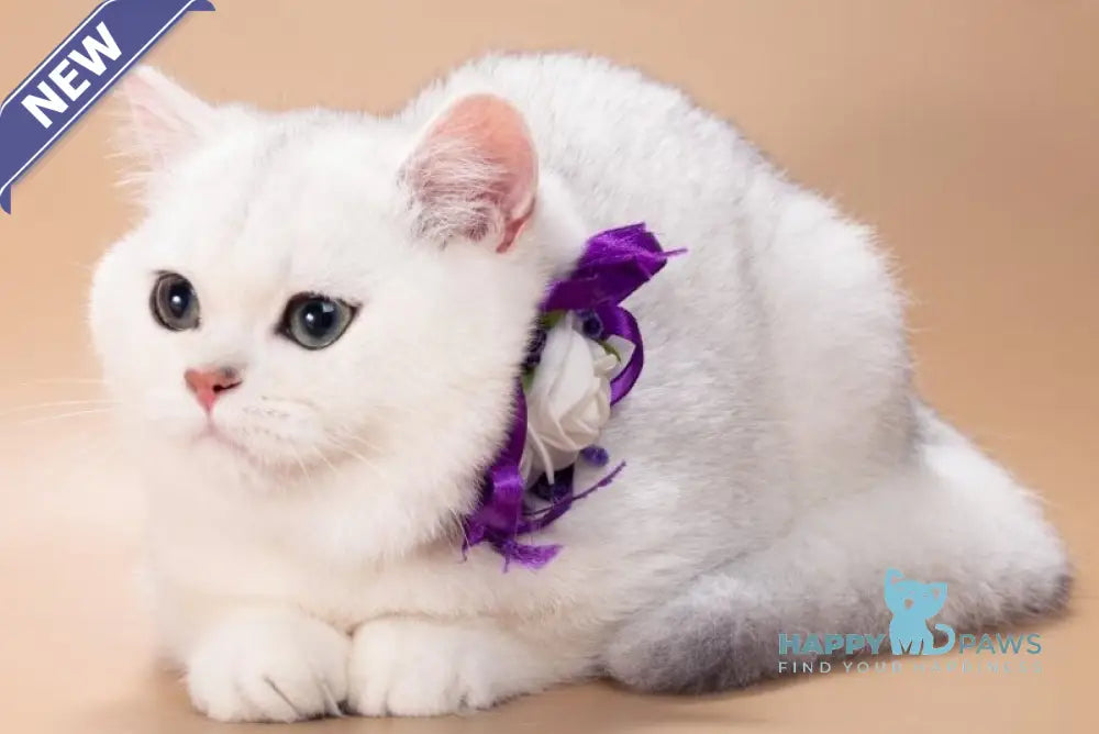 Queena British Shorthair female black silver shaded live animals