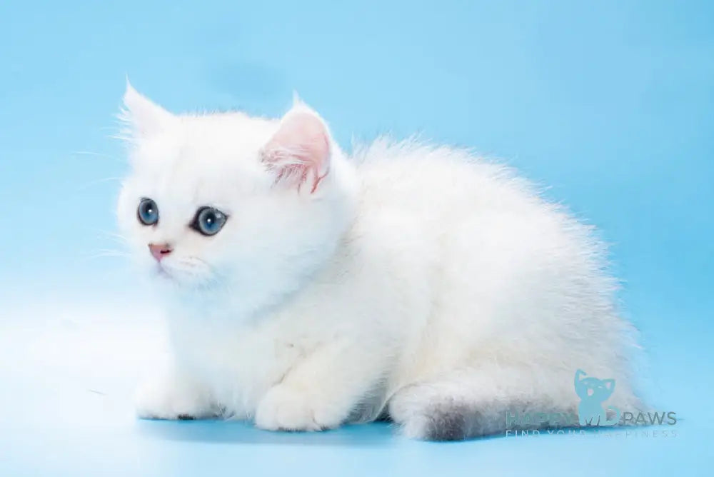Queena British Shorthair male black silver shaded live animals