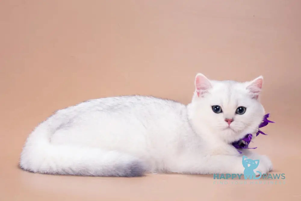 Queena British Shorthair female black silver shaded live animals