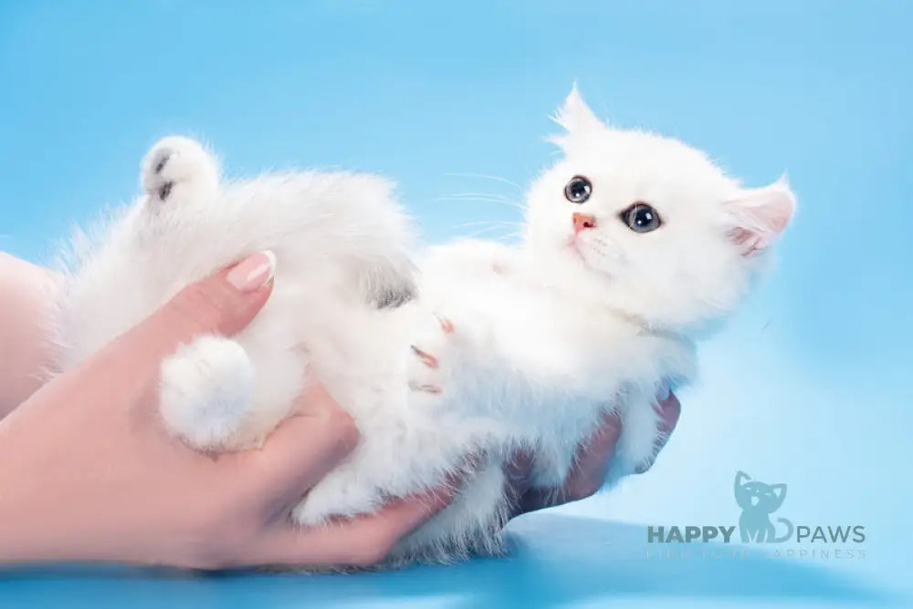 Queena British Shorthair male black silver shaded live animals