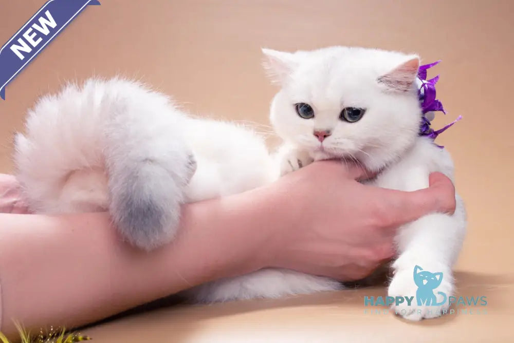 Queena British Shorthair female black silver shaded live animals
