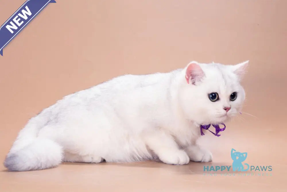 Queena British Shorthair female black silver shaded live animals