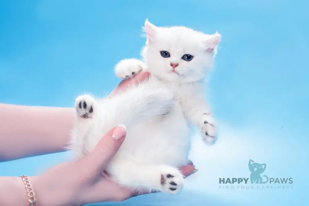 Queena British Shorthair male black silver shaded live animals