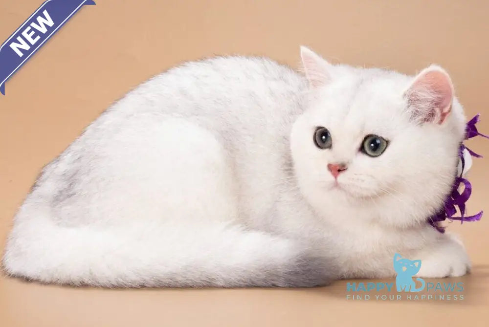 Queena British Shorthair female black silver shaded live animals