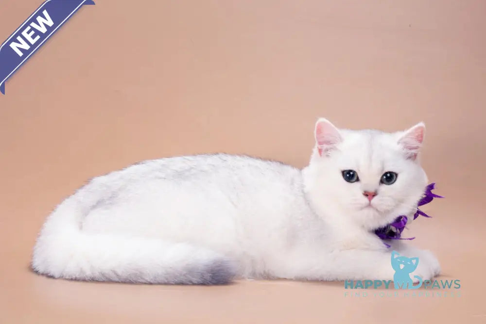 Queena British Shorthair female black silver shaded live animals