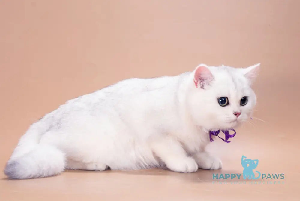 Queena British Shorthair female black silver shaded live animals