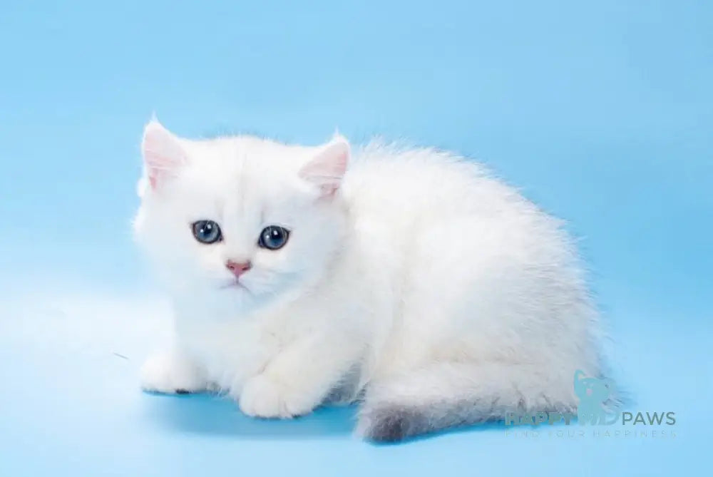 Queena British Shorthair male black silver shaded live animals