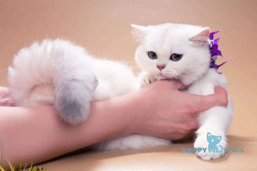 Queena British Shorthair female black silver shaded live animals