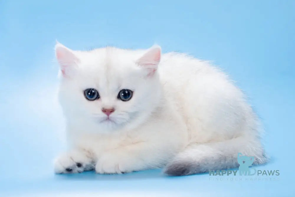 Queena British Shorthair male black silver shaded live animals