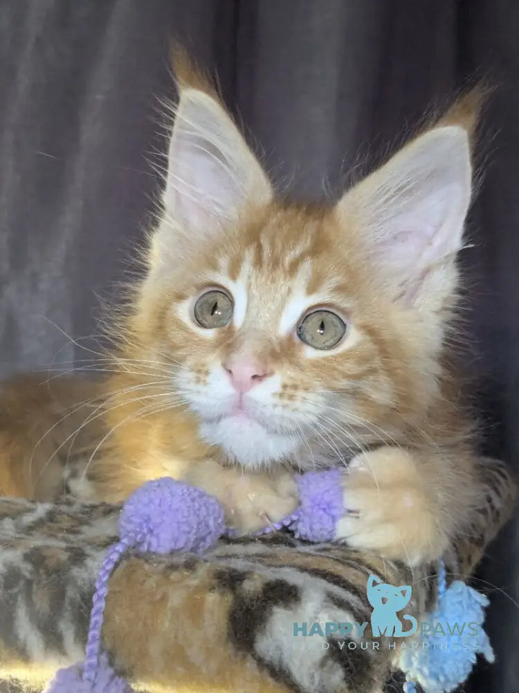 Queeness Maine Coon female red tabby live animals