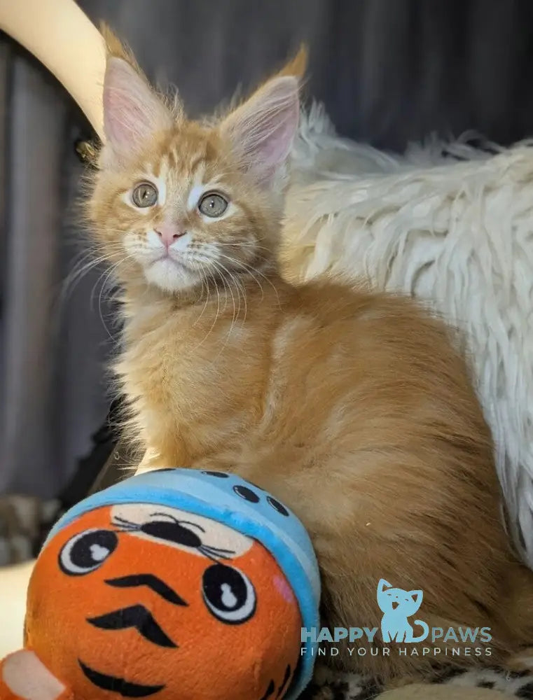 Queeness Maine Coon female red tabby live animals