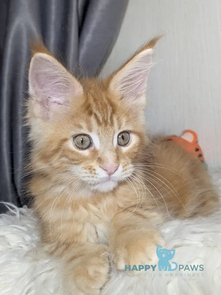 Queeness Maine Coon female red tabby live animals