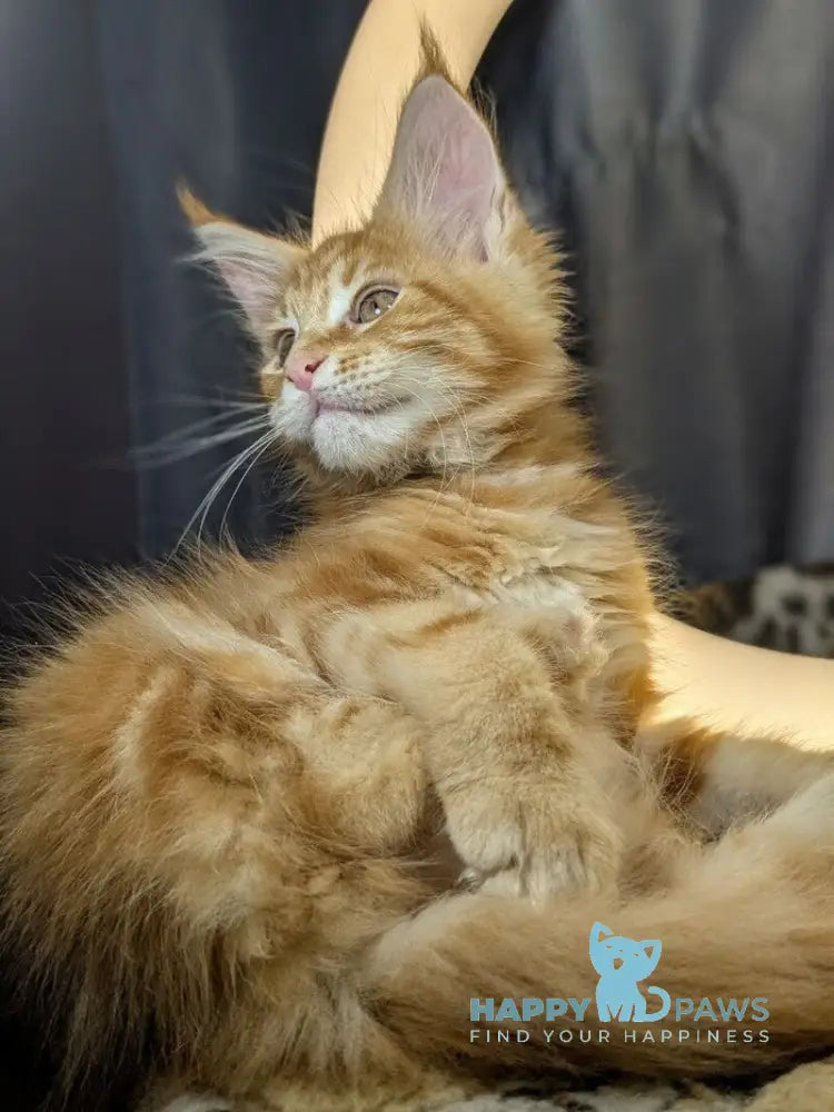 Queeness Maine Coon female red tabby live animals
