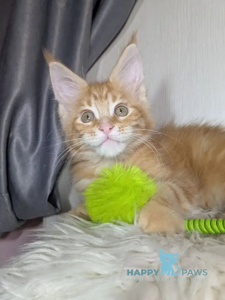 Queeness Maine Coon female red tabby live animals