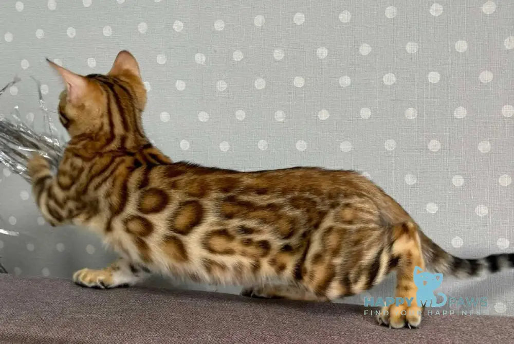Queenie Bengal female black spotted tabby live animals