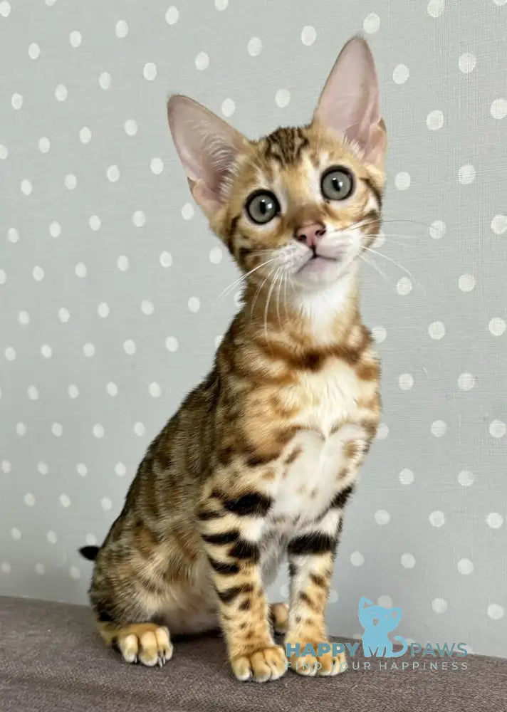 Queenie Bengal female black spotted tabby live animals