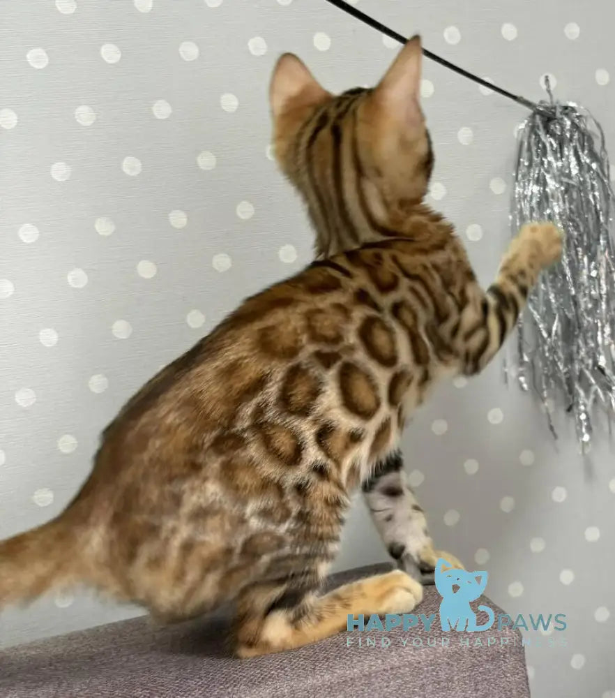 Queenie Bengal female black spotted tabby live animals