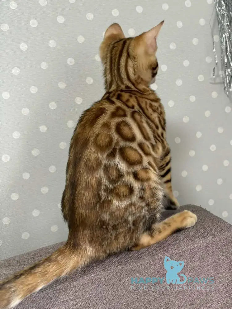 Queenie Bengal female black spotted tabby live animals