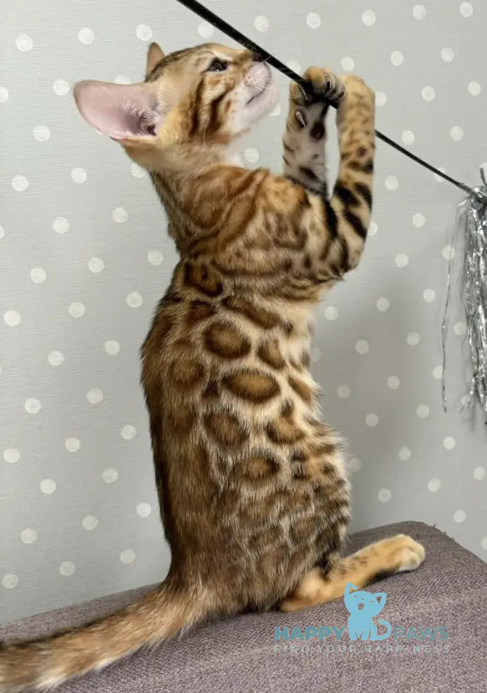 Queenie Bengal female black spotted tabby live animals