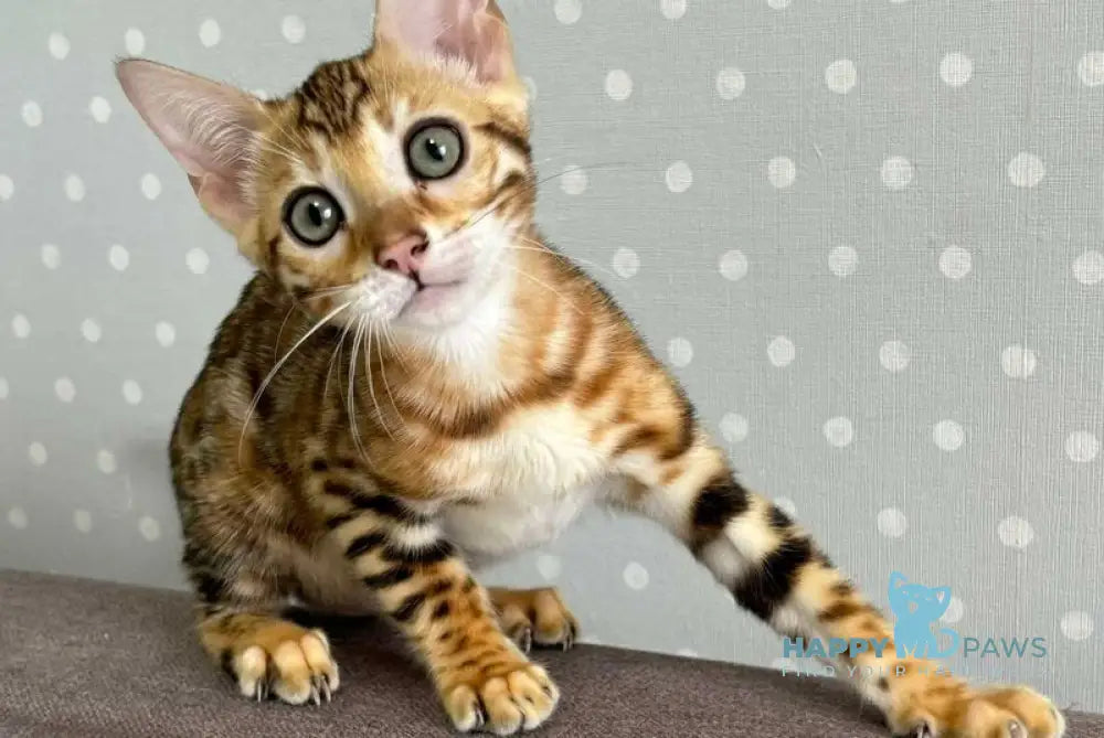 Queenie Bengal female black spotted tabby live animals