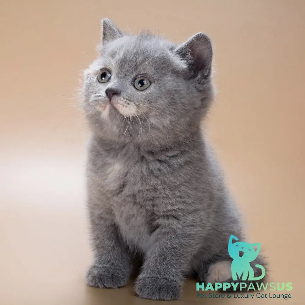 Queenie British Shorthair male blue tortie - live animals