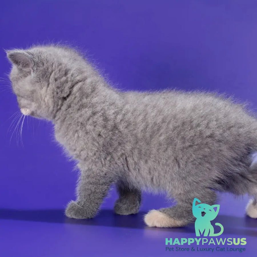 Queenie British Shorthair male blue tortie - live animals