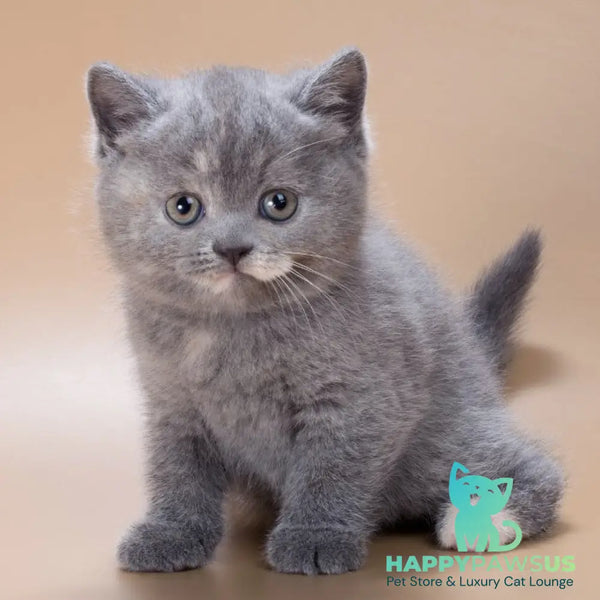 Queenie British Shorthair male blue tortie - live animals