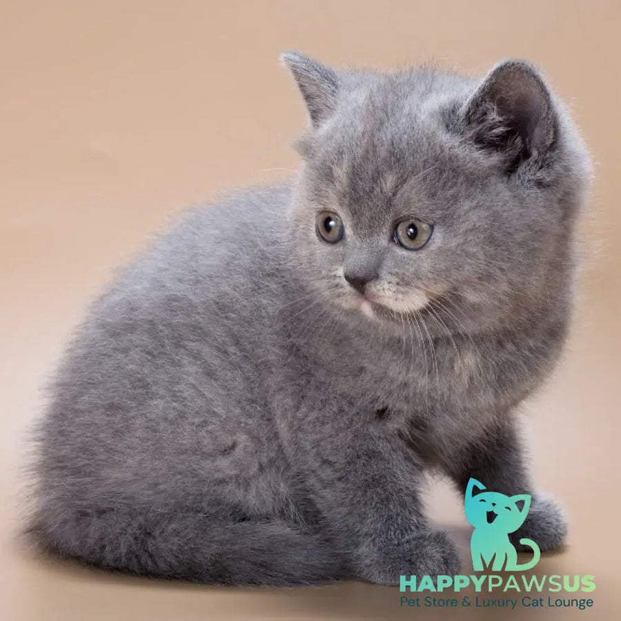 Queenie British Shorthair male blue tortie - live animals