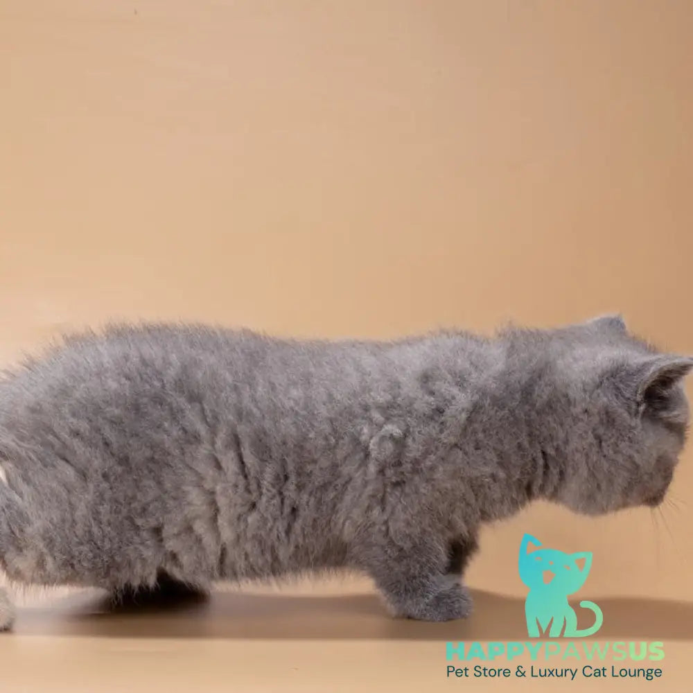 Queenie British Shorthair male blue tortie - live animals