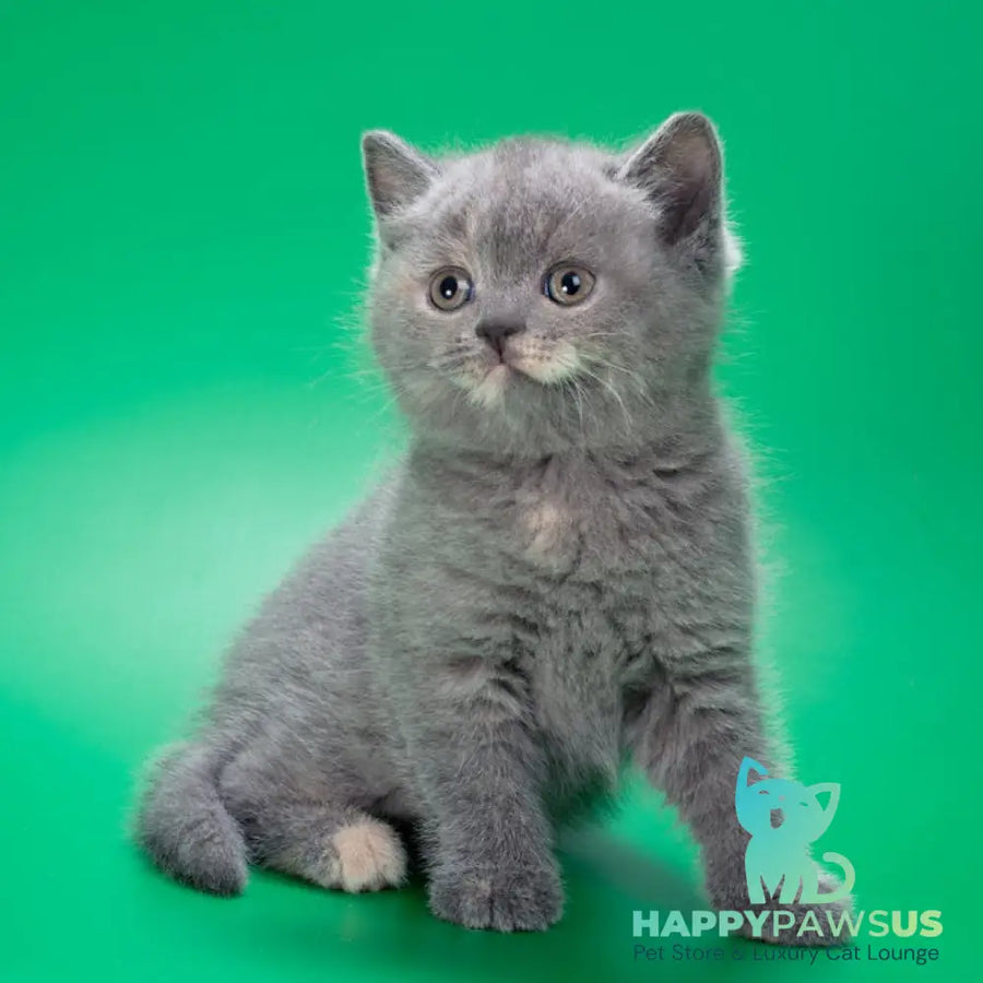 Queenie British Shorthair male blue tortie - live animals