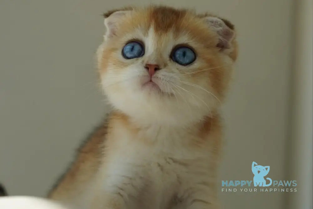 Queenie Scottish Fold female black golden shaded with white live animals