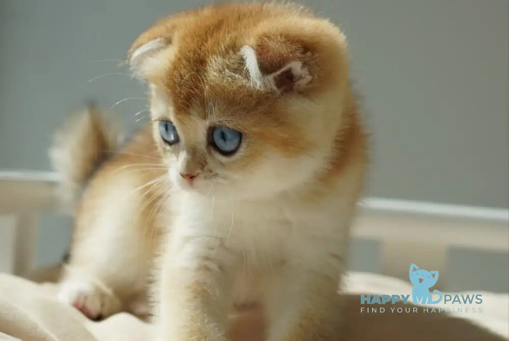 Queenie Scottish Fold female black golden shaded with white live animals