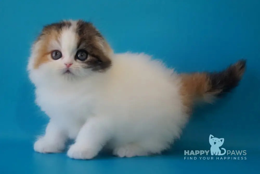 Queenie Scottish Fold female black tortie tabby van live animals