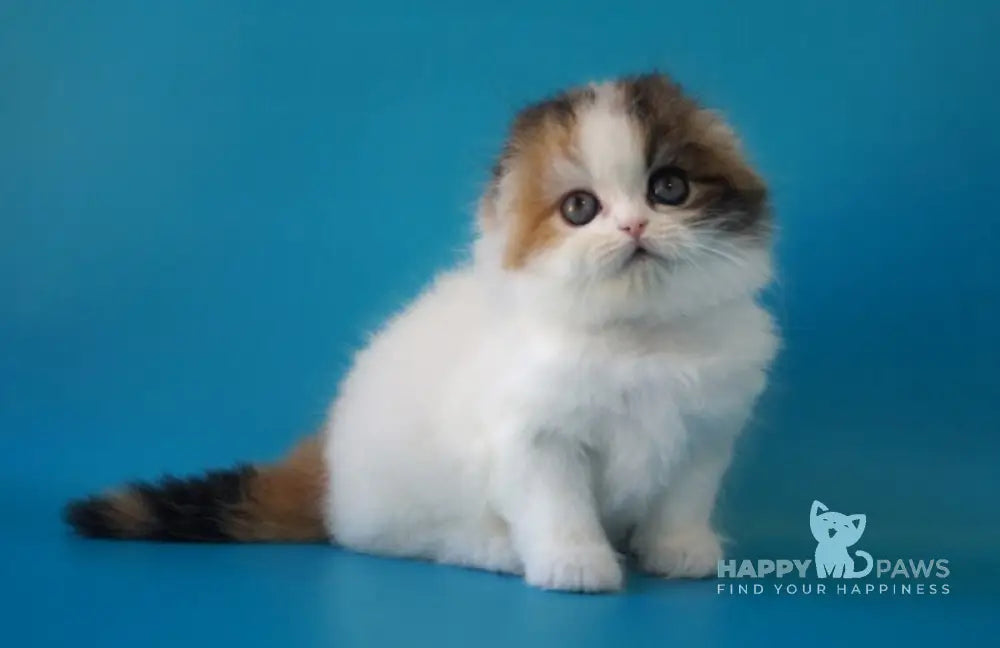 Queenie Scottish Fold female black tortie tabby van live animals