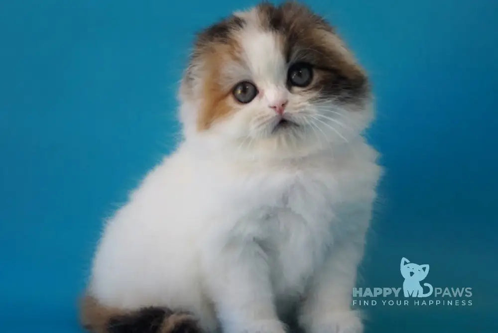 Queenie Scottish Fold female black tortie tabby van live animals