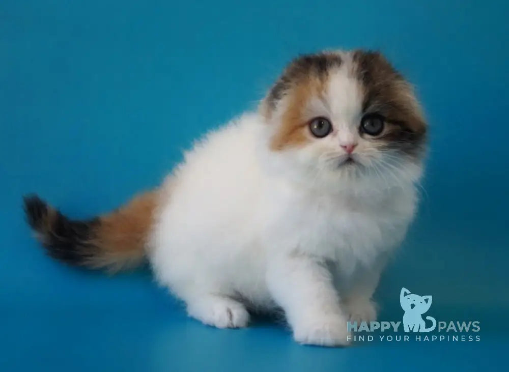Queenie Scottish Fold female black tortie tabby van live animals