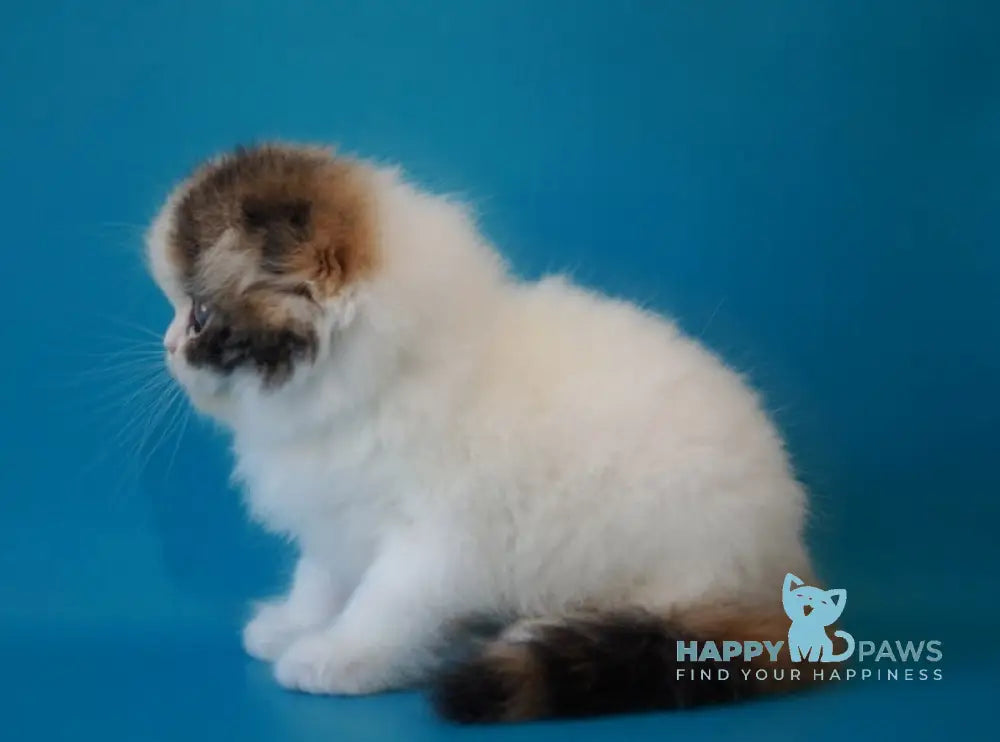 Queenie Scottish Fold female black tortie tabby van live animals