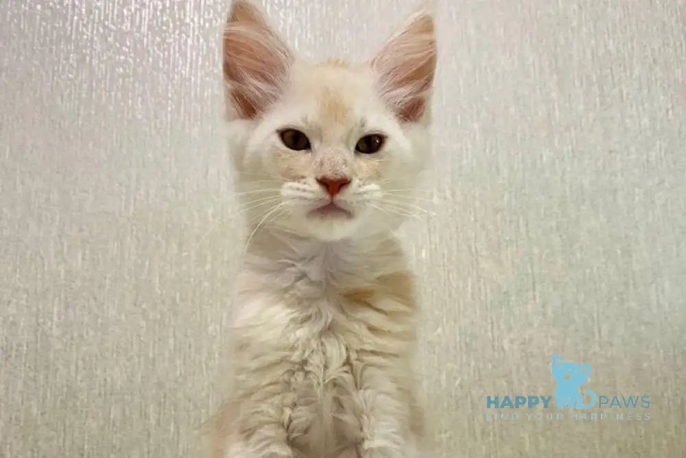 Queentin Maine Coon male cream silver tabby live animals