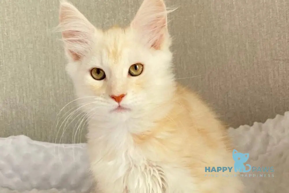 Queentin Maine Coon male cream silver tabby live animals