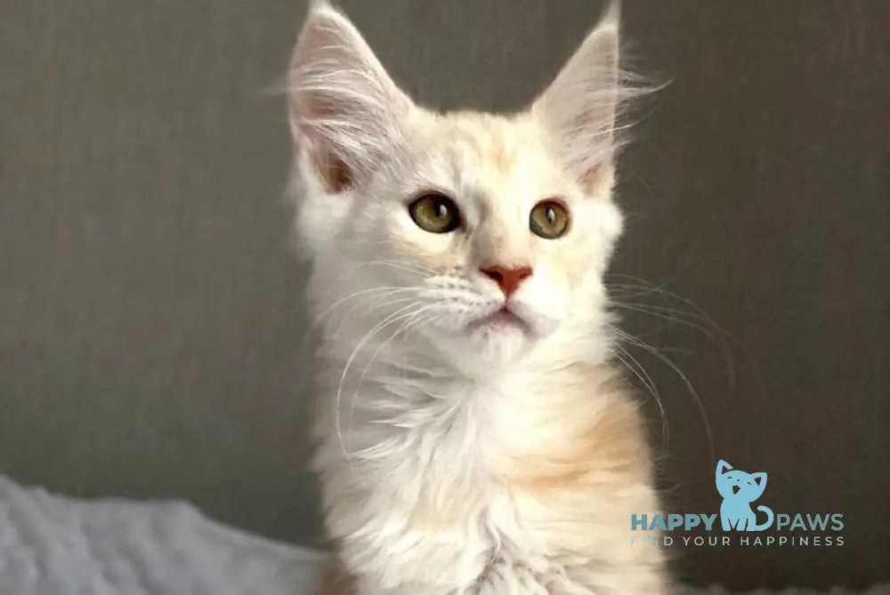 Queentin Maine Coon male cream silver tabby live animals