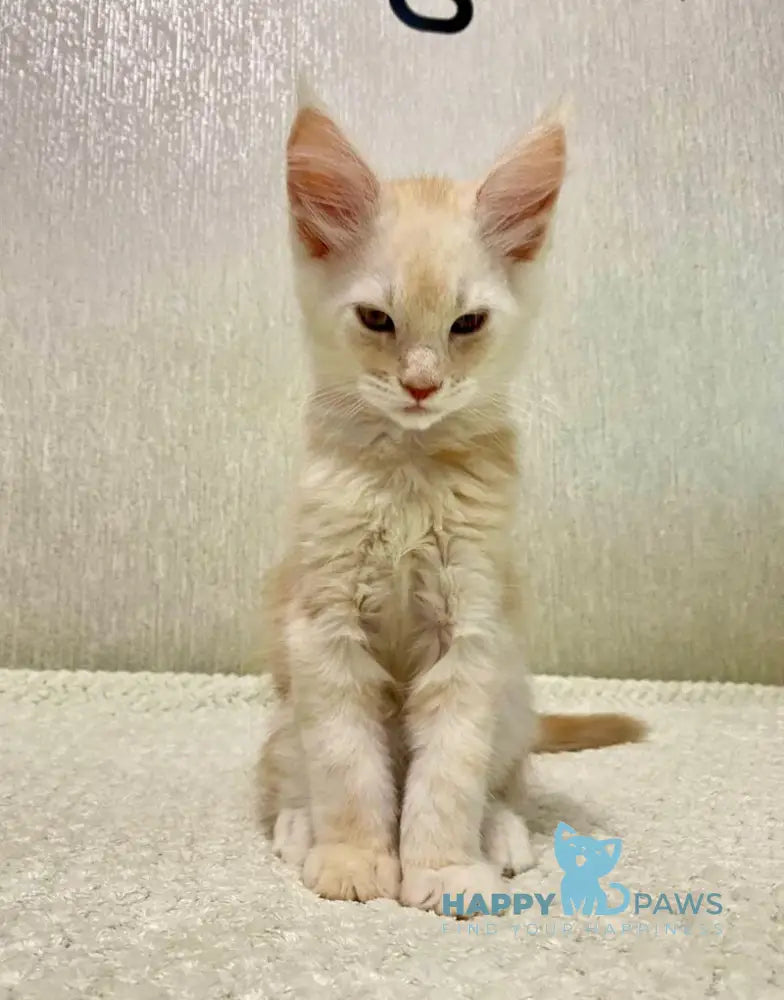 Queentin Maine Coon male cream silver tabby live animals