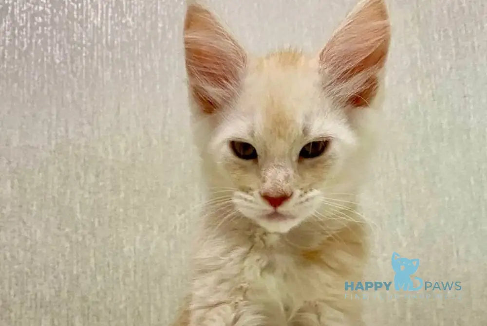 Queentin Maine Coon male cream silver tabby live animals