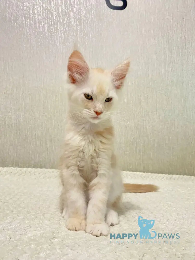 Queentin Maine Coon male cream silver tabby live animals