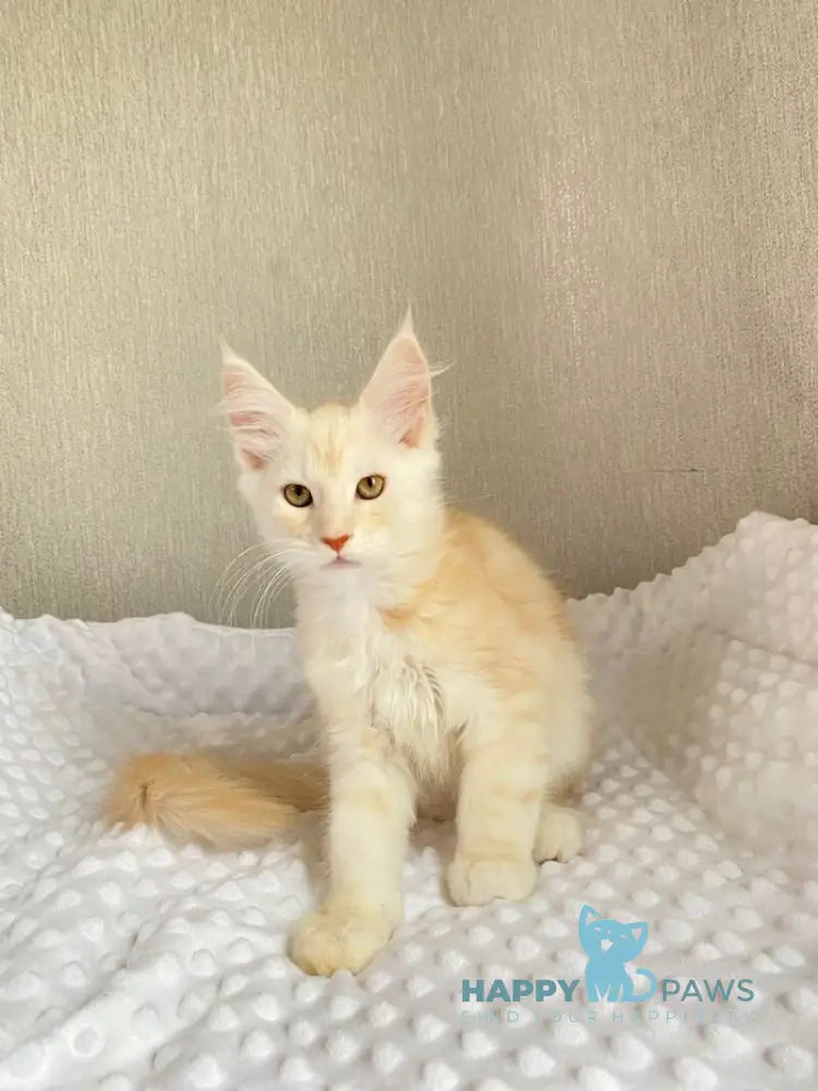Queentin Maine Coon male cream silver tabby live animals