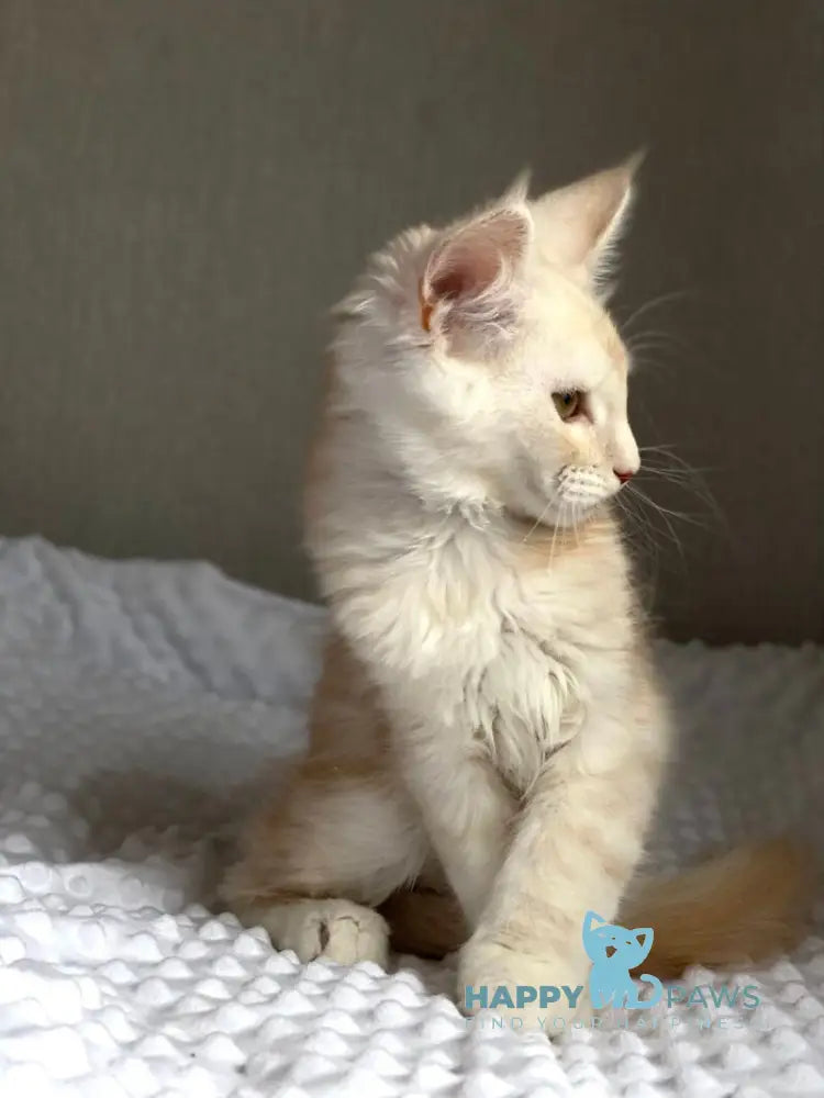 Queentin Maine Coon male cream silver tabby live animals